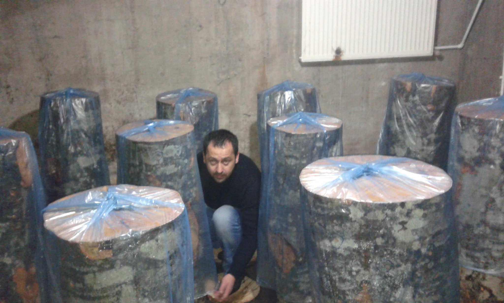 İLÇEMİZDE KAYIN MANTARI ÜRETİMİNE BAŞLANDI