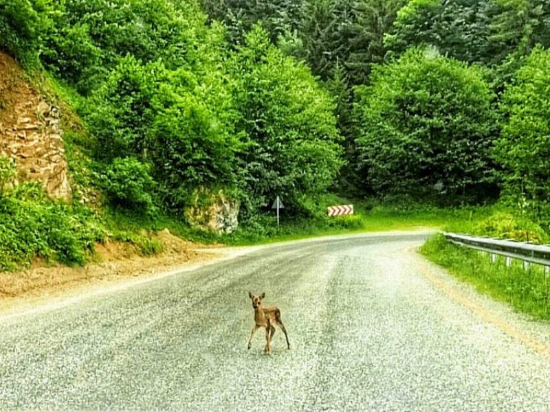 karadeniz bisiklet festivali